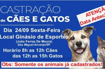 Castração gratuita de cães e gatos é antecipada para o dia 24 setembro