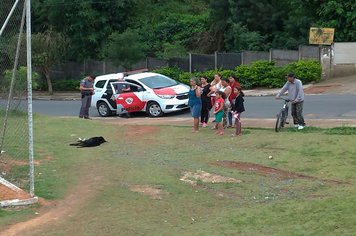 Pandemia de Covid-19 aumenta abandono de animais nas ruas